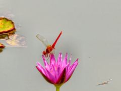 -莲花池公园