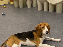 -有喵·猫咖·狗咖·40+猫狗有小奶狗(岗厦店)