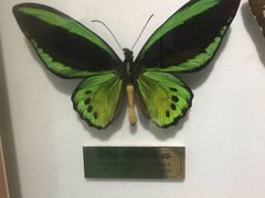 -上海昆虫博物馆