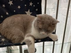 -我爱猫咪·猫咖·狗咖·安哥拉兔·羊驼咖(小寨华旗店)