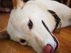 -柴犬高等学院·狗咖·柴犬售卖·宠物训练