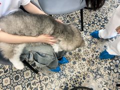 -Let's go狗咖·猫咖·奶狗·桌游(春熙路IFS店)