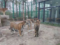 -上海野生动物园老虎餐厅