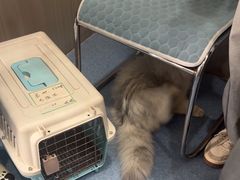 -佑安动物医院·全科·内窥镜中心(幸福巷店)