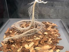 -上海大自然野生昆虫馆(东方明珠·爬宠昆虫探索中心)