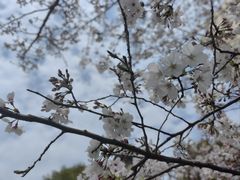 -高东镇樱花园