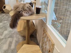 -楼上猫咖(罗湖店)