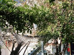 -喵屿·大理花园猫咖