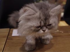 -藦茜花园宠物主题亲子互动体验馆(国顺东路店)