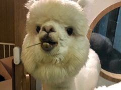 -藦茜花园宠物主题亲子互动体验馆(国顺东路店)