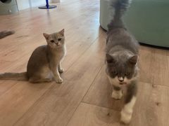 -Bastet sally猫舍购宠(静安店)