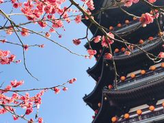 -洋湖国家湿地公园