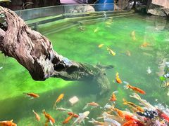 -正佳雨林生态植物园