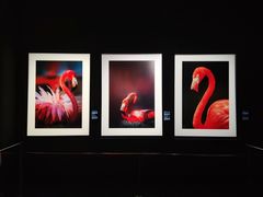 -罗红摄影艺术馆