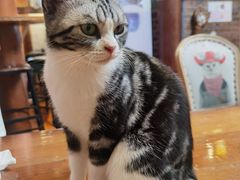 -猫小院猫主题餐厅(南锣旗舰店)