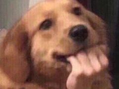 -喜茶(佛山顺德容桂天佑城店)