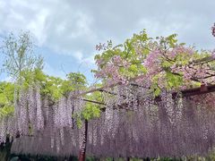 -嘉定紫藤园