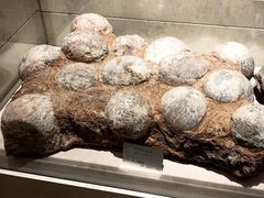 -甘肃地质博物馆