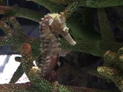 -暹罗海洋世界