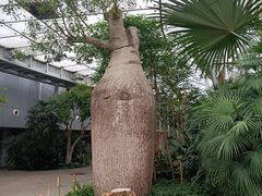 -北京植物园-展览温室