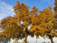 -上海宝华万豪酒店