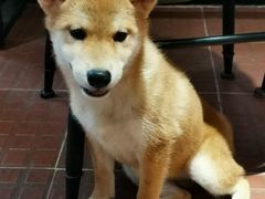 -柴犬高等学院·狗咖·柴犬售卖·宠物训练