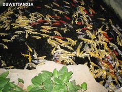 IMG_0037-绿色时代大酒店