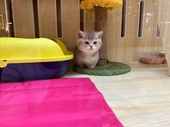 -momokira米努特·德文卷毛猫·棉花面纱犬