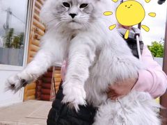 -十年猫舍·猫咪专门店(普陀店)