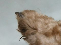-瑞鹏·疫苗·绝育·宠物医院(金沙洲店)