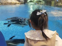 -帝企鹅自助餐厅•儿童岛•真企鹅(长隆企鹅酒店)