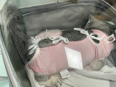 -宠福鑫康馨动物医院·骨科·眼科