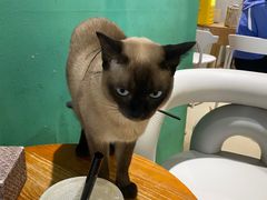 -藏猫猫咖啡主题馆(中央大道店)