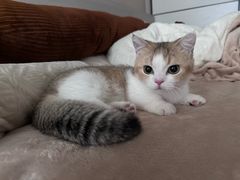 -momokira米努特·德文卷毛猫·棉花面纱犬