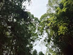 -黄埔油麻山森林公园