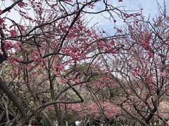 -红梅公园
