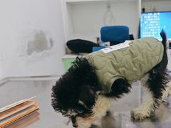 -汪喵宠物医院·骨科心脏影像·犬猫急重症ICU诊疗中心(成华分院)