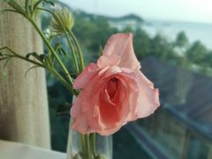 -不仔客海鲜·烧烤·270度海景餐厅(大东海店)