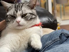 -艾吉宠物医院·疑难杂症转诊中心·猫友好(碧江路院)