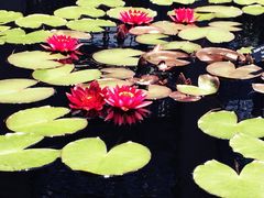iphone_upload_pic-长木花园