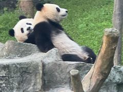 -都江堰中华大熊猫苑