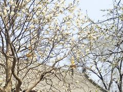 -护国法轮寺