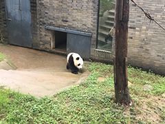 -都江堰中华大熊猫苑