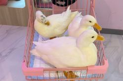 -Moni星球萌宠·小马宝莉·灵蛇·高端高阶全萌宠互动体验俱乐部(红豆国际广场店)