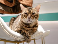 -飞行喵MR PILOT|猫舍·猫咖(静安大融城店)