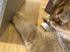 -藏猫猫咖啡主题馆(中央大道店)