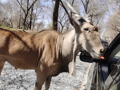 -北京野生动物园