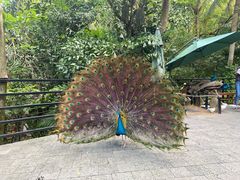 -亚龙湾热带天堂森林公园