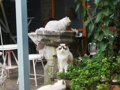 -喵屿·大理花园猫咖