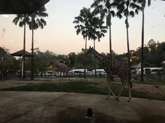 -清迈夜间动物园